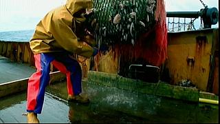 fish fight 58