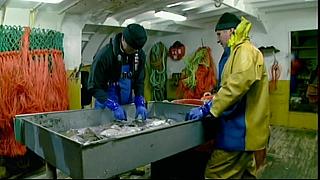 fish fight 61