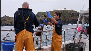 fisherman 113