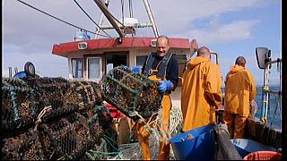 fisherman 151