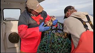 fisherman 241