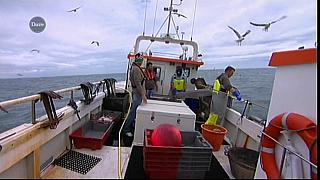 MM FISH 018