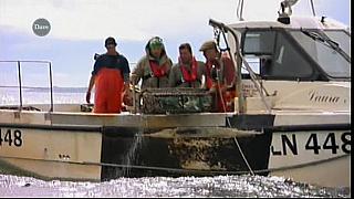 MM FISH 024