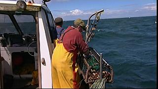 MM FISH 028