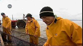 MM FISH 047