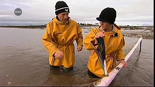 MM FISH 064