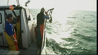 MM FISH 112
