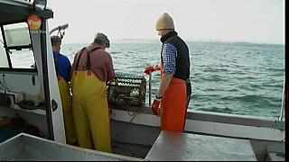 MM FISH 114