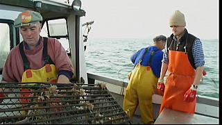MM FISH 115