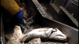 TRAWLERMEN3-037