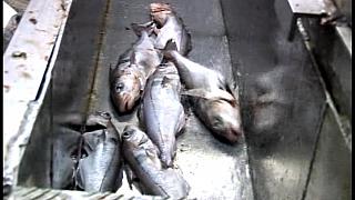 TRAWLERMEN3-042