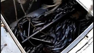 TRAWLERMEN3-081