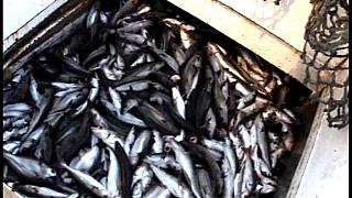 TRAWLERMEN3-085