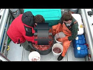 DEADLIEST CATCH ?? THIS IS A MUST SEE !!