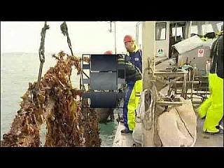 Just the Job video - marine farm worker, mussel farming