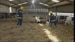 animrescue 42