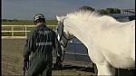 animrescue 68
