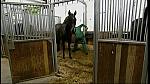 BP horse 05