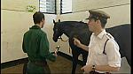 BP horse 07