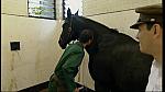 BP horse 08