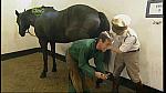 BP horse 16