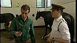 BP horse 21
