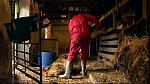 Work Farmer 11