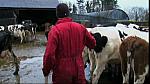 Work Farmer 12