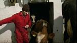 Work Farmer 20