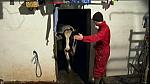 Work Farmer 43