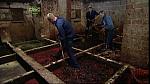 BP maggots 29