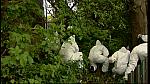 DISP WHITE 293