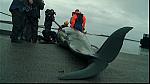 WHALES 15