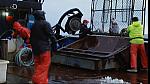 deadliest catch 20