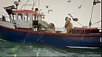 fish fight 11