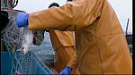 fisherman 230