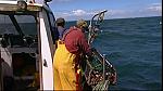 MM FISH 028