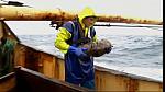 TRAWLER WARS 156