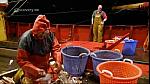 TRAWLER WARS 238