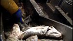 TRAWLERMEN3-037