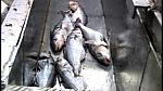 TRAWLERMEN3-042
