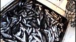 TRAWLERMEN3-085