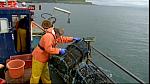 Islands 41