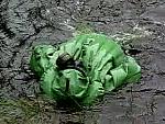 HAZMAT GREEN SEX 0013