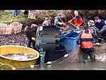 Fish Collecting in Green and Black Rubber Chest Waders 2
