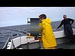 Blue shark fishing Looe Dan