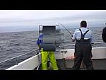 Blue shark fishing Looe Malcolm