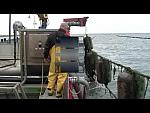 mussel spat harvesting with venturi system
