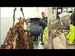 Just the Job video - marine farm worker, mussel farming
